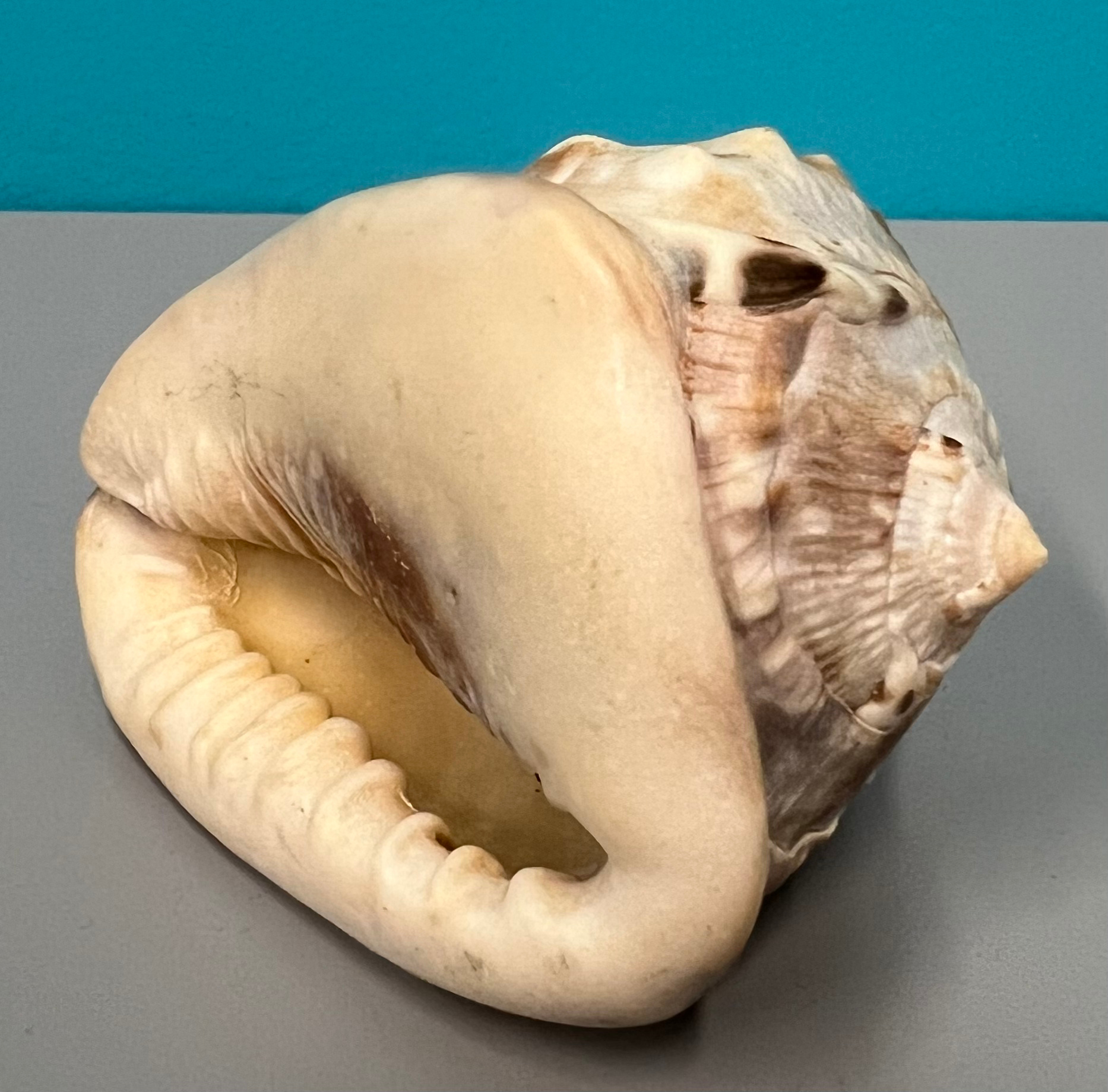 Photo Realistic Sea Shell - refined - rigid - trinket/decor piece